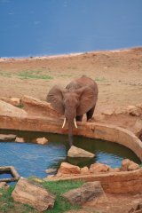 05-Elephant near the waterhole